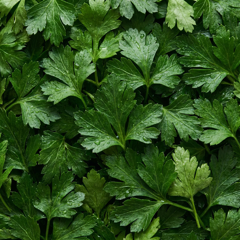 Parsley