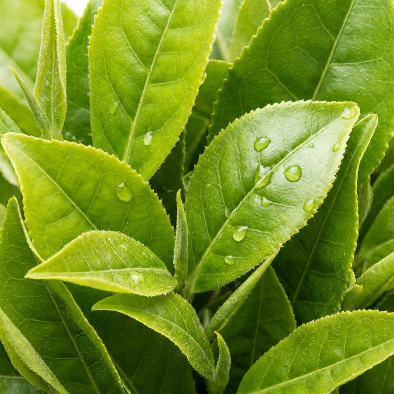 Green Tea Extract