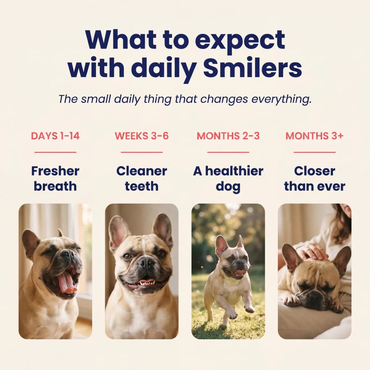 Smilers daily dental chew results timeline: fresher breath in 2 weeks, cleaner teeth, healthier dog, closer bond over time