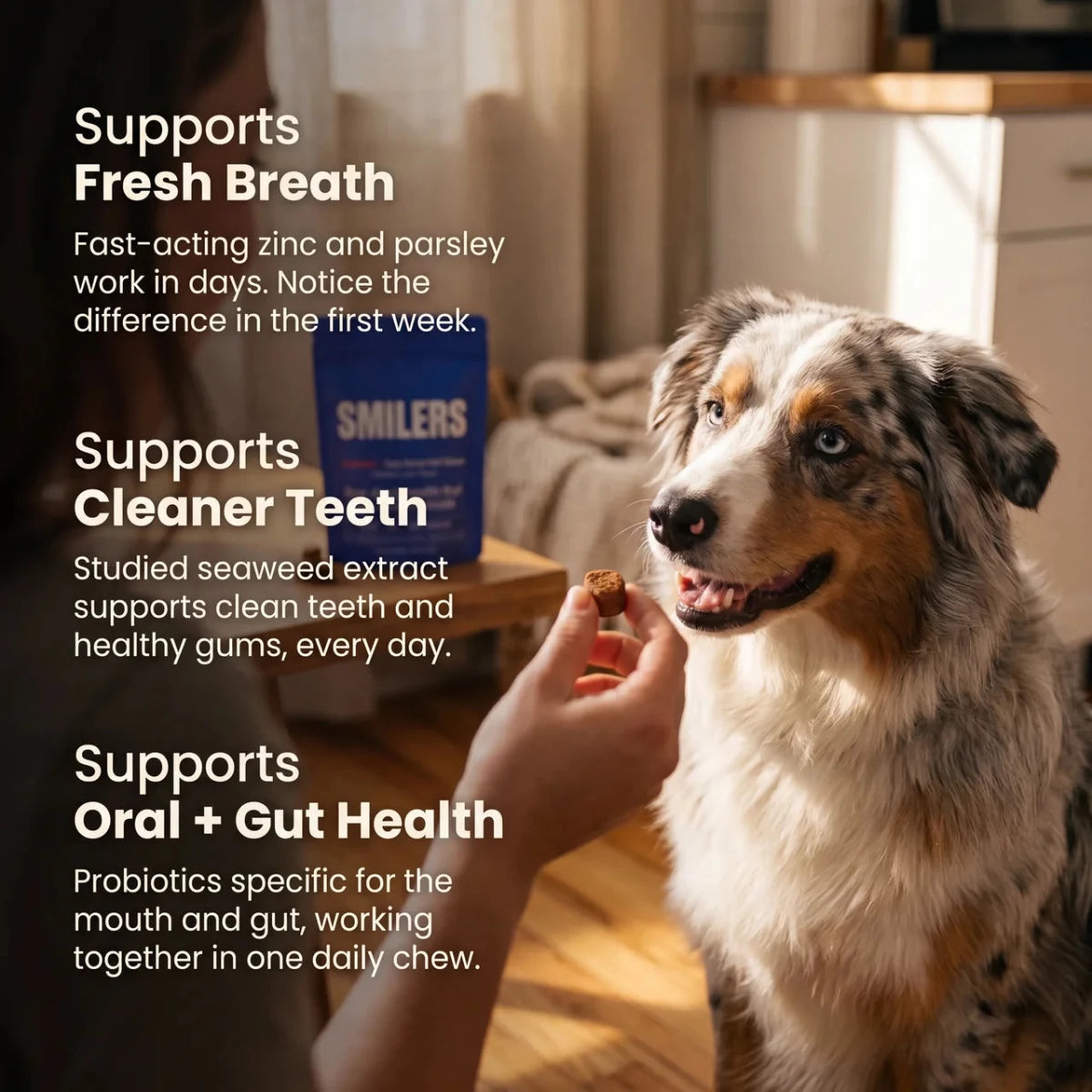 Australian shepherd dog waiting for a Smilers daily dental chew, supporting fresh breath, cleaner teeth, and oral health