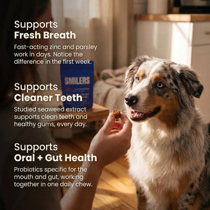 Australian shepherd dog waiting for a Smilers daily dental chew, supporting fresh breath, cleaner teeth, and oral health